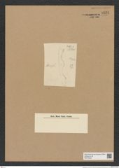Actinoptychus sp. (de-Toni-Nr.: Genus 227) Zeichnungen Sammlung Grunow Nr. 9531 (NHMW-BOT-W0379523)